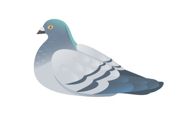 Gray pigeon with green head standing on ground city dove bird vector illustration cartoon animal design