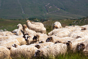 Flock of sheep on the  Transalpina or DN67C in Romania