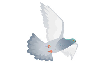 Naklejka premium Gray pigeon with green head flying city dove bird vector illustration cartoon animal design