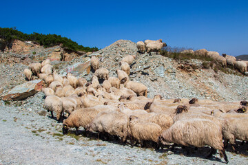 Sheep on the Transalpina, Romania
