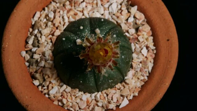 Astrophytum Asterias Cactus Flower Blossom, Small cactus in a flowerpot.