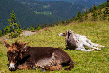 Donkey