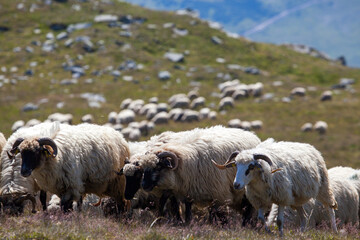 Shepherd dogs