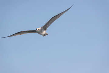 Fototapeta na wymiar Juvenile gull in flight. Taken in Fisterra, A Coruña, Spain, in July 2022