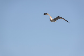 Juvenile gull in flight. Taken in Fisterra, A Coruña, Spain, in July 2022