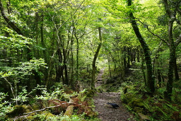 fine forest path in springtime