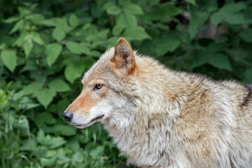 Gray Wolf (Canis lupus)