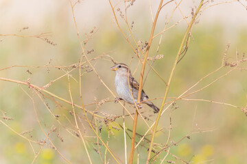 sparrow sitting on plant on meadow