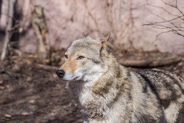 Gray Wolf (Canis lupus)
