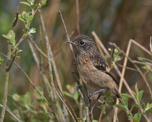 Fledgling Stonechat perched on a branch.