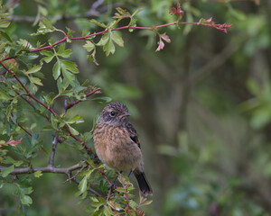 Fledgling Stonechat perched on a branch.
