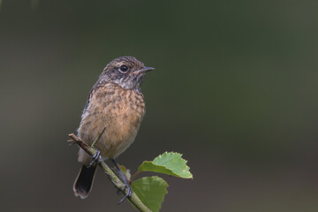 Fledgling Stonechat perched on a branch.