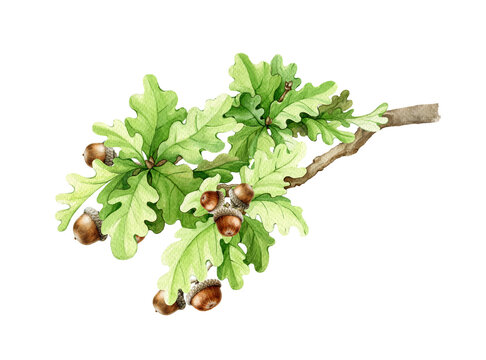 Oak tree branch with acorns on white background. Watercolor illustration. Hand drawn tree element. Oak branch with lush green leaves, acorns