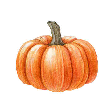 Orange pumpkin on white background. Hand drawn illustration. Ripe raw organic vegetable. Pumpkin orange vegetable single element. White background