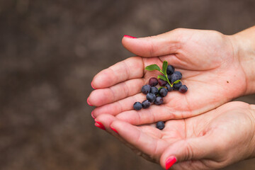 Senior woman's hands holding wild blueberries with green leaves over nature background. Summer harvesting.