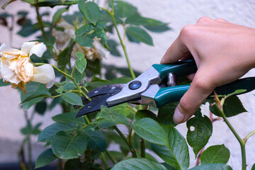 Gardener pruning rose bushes. Pruning roses after flowering