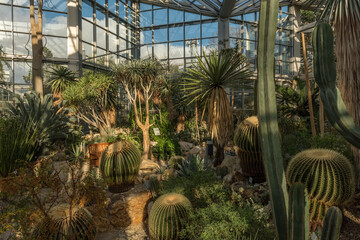 Beautiful cacti in the Palmengarten in Frankfurt, Germany - obrazy, fototapety, plakaty