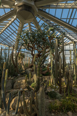 Beautiful cacti in the Palmengarten in Frankfurt, Germany