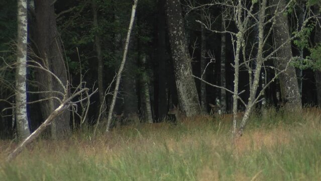 Roe deer graze in the meadow. The animal looks around. A deer is looking for food