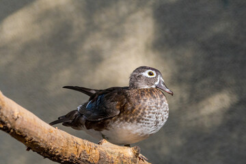 Wood Duck (Aix sponsa) female in Los Angeles County arboretum, Los Angeles, California, USA