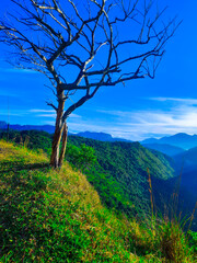 Obraz premium tree in the mountains