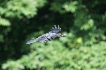 crow in a forest