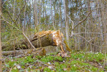 Broken tree after storm damage.one tree trunk broken by strong winds and fallen to the ground, in...