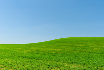 Obraz premium Green wheat spring field landscape with blue sky.Green agrultural field and blue clear day sky.