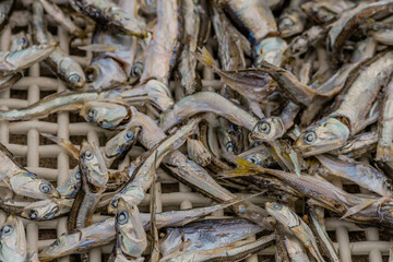 Closeup of anchovies in plastic drying tray.