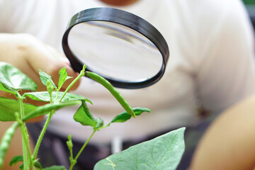 A child hold magnifying glass and look at mung bean pod he grow and take care with inquisitive....