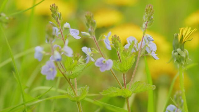 Blue flowers germander speedwell, on a green grass. Blooming veronica chamaedrys on a spring day. Selective focus.