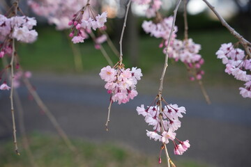 枝垂れ桜の花の塊
