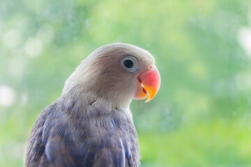 Close up shot of a beautiful parrot Lovebird.(Agapornis Fischeri)