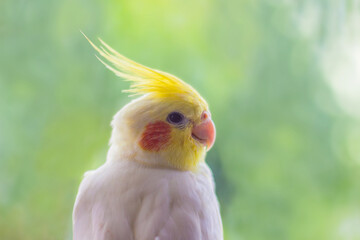 Close up shot of a beautiful yellow cockatiel.(Nymphicus hollandicus)