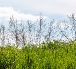 Dry grass in the field against the sky.