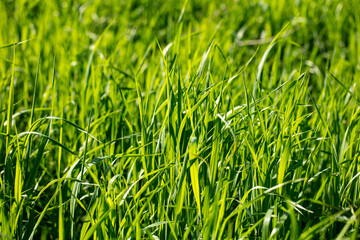 Lush green grass in nature