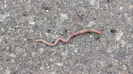 Earthworm on the asphalt road.