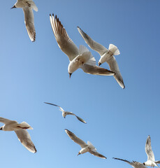 A flock of seagulls in flight against a sky.