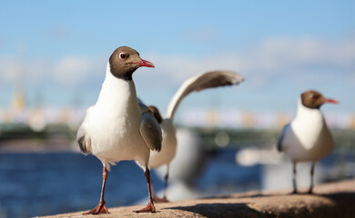Seagull portrait on the embankment