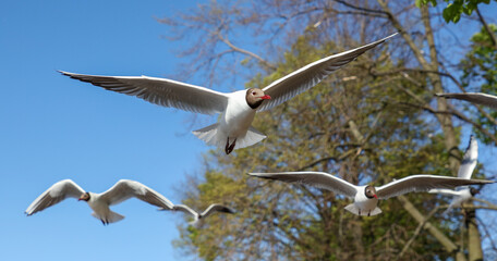A flock of seagulls in flight against a sky.