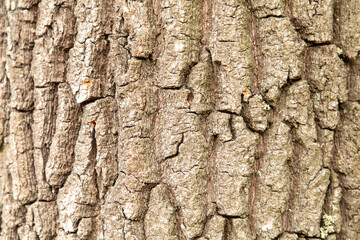 Tree bark as an abstract background.
