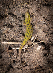 Green lizard on the ground in spring.