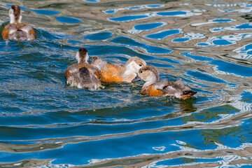 Fototapeta premium Young Ruddy Shelducks (Tadorna ferruginea) in park pond