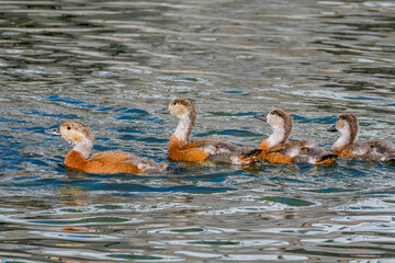 Young Ruddy Shelducks (Tadorna ferruginea) in park pond