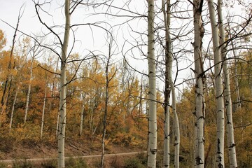Aspen Trees in Fall