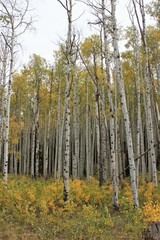 Aspen Trees in Fall