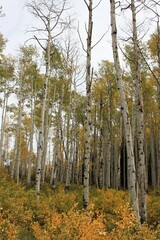 Obraz premium Aspen Trees in Fall