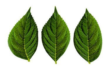 Green leaves of hydrangea isolated on white. Vector illustration of realistic leaves