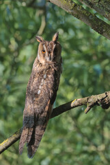 Long-eared owl perched on a branch in the early morning sunlight.
