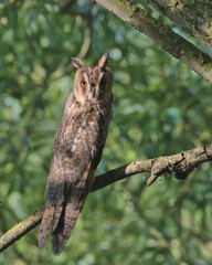 Long-eared owl perched on a branch in the early morning sunlight.